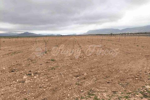 Helårsgrund i Yecla, Murcia, Yecla - € 47.000 | Ref: SF0566 - foto 6